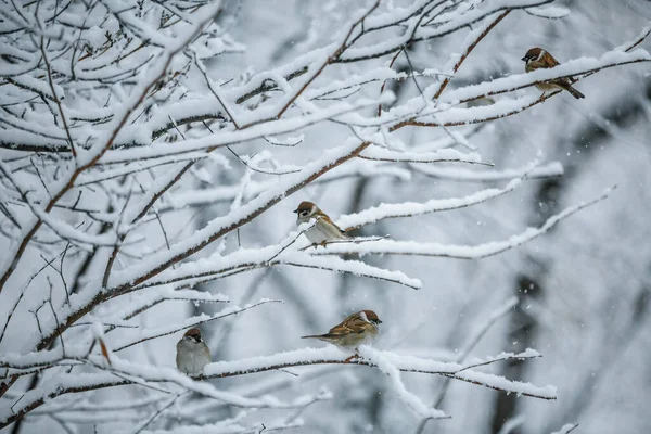 Vogel Auf Schneebedecktem Ast Sperling Wildtier Aus Nächster Nähe — Stockfoto