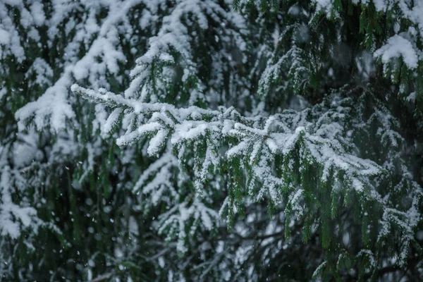 Spruce Close Winter View Christmas Background Branches Snow — Stock Photo, Image