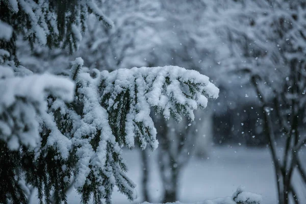 スプルースのクローズアップ 冬の景色 クリスマスの背景 雪の中の枝 — ストック写真