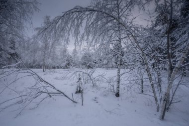 Kış ormanı, kardaki ağaçlar, doğa fotoğrafları, soğuk bir sabah.