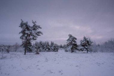 Kış ormanı, kardaki ağaçlar, doğa fotoğrafları.