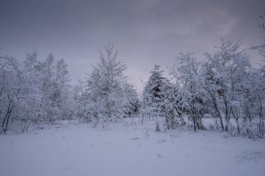 Kış ormanı, kardaki ağaçlar, doğa fotoğrafları, soğuk bir sabah.