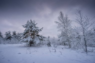 Kış ormanı, kardaki ağaçlar, doğa fotoğrafları, soğuk bir sabah.