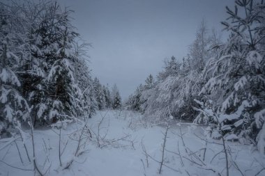 Kış ormanı, kardaki ağaçlar, doğa fotoğrafları, soğuk bir sabah.