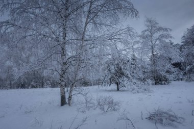 Kış ormanı, kardaki ağaçlar, doğa fotoğrafları, soğuk bir sabah.