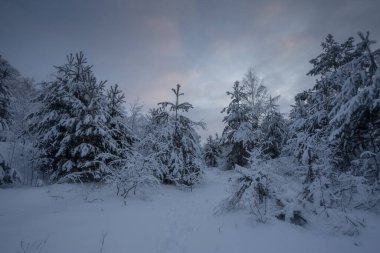 Kış ormanı, kardaki ağaçlar, doğa fotoğrafları, soğuk bir sabah.