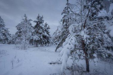 Kış ormanı, kardaki ağaçlar, doğa fotoğrafları, soğuk bir sabah.
