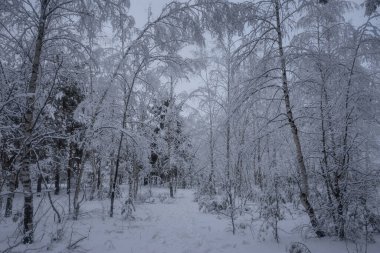 Kış ormanı, kardaki ağaçlar, doğa fotoğrafları, soğuk bir sabah.