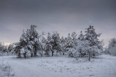 Kış ormanı, kardaki ağaçlar, doğa fotoğrafları, soğuk bir sabah.