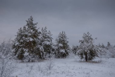 Kış ormanı, kardaki ağaçlar, doğa fotoğrafları, soğuk bir sabah.