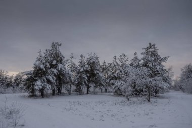 Kış ormanı, kardaki ağaçlar, doğa fotoğrafları, soğuk bir sabah.