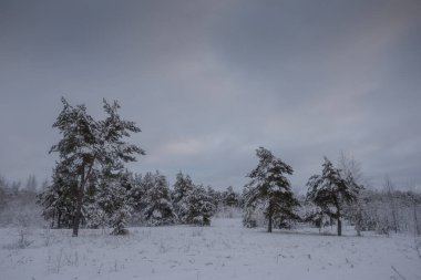 Kış ormanı, kardaki ağaçlar, doğa fotoğrafları, soğuk bir sabah.