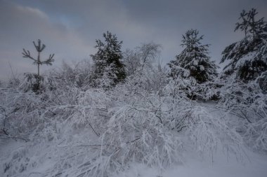 Kış ormanı, kardaki ağaçlar, doğa fotoğrafları, soğuk bir sabah.