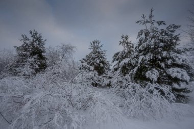Kış ormanı, kardaki ağaçlar, doğa fotoğrafları, soğuk bir sabah.
