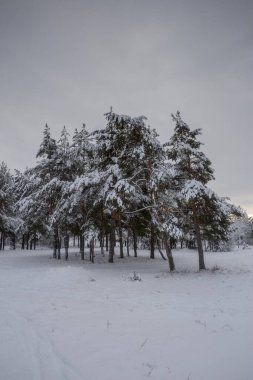 Kış ormanı, kardaki ağaçlar, doğa fotoğrafları, soğuk bir sabah.