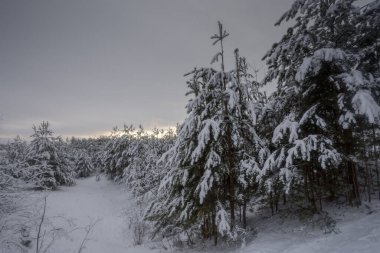 Kış ormanı, kardaki ağaçlar, doğa fotoğrafları, soğuk bir sabah.