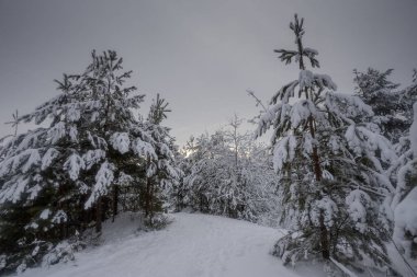 Kış ormanı, kardaki ağaçlar, doğa fotoğrafları, soğuk bir sabah.