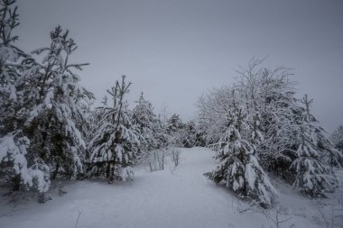 Kış ormanı, kardaki ağaçlar, doğa fotoğrafları, soğuk bir sabah.