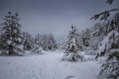 Kış ormanı, kardaki ağaçlar, doğa fotoğrafları, soğuk bir sabah.