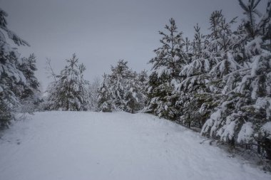 Kış ormanı, kardaki ağaçlar, doğa fotoğrafları, soğuk bir sabah.