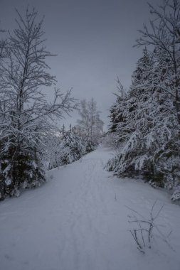 Kış ormanı, kardaki ağaçlar, doğa fotoğrafları, soğuk bir sabah.
