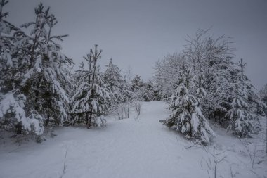 Kış ormanı, kardaki ağaçlar, doğa fotoğrafları, soğuk bir sabah.