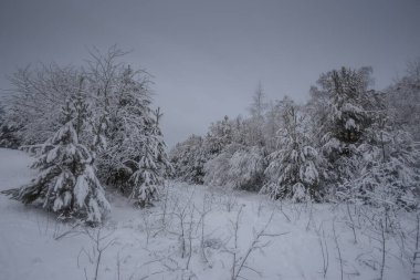 Kış ormanı, kardaki ağaçlar, doğa fotoğrafları, soğuk bir sabah.
