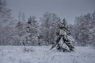 Kış ormanı, kardaki ağaçlar, doğa fotoğrafları, soğuk bir sabah.
