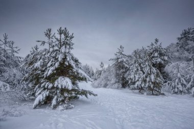 Kış ormanı, kardaki ağaçlar, doğa fotoğrafları, soğuk bir sabah.