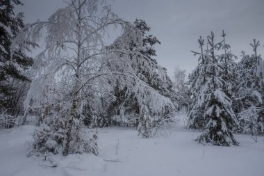 Kış ormanı, kardaki ağaçlar, doğa fotoğrafları, soğuk bir sabah.