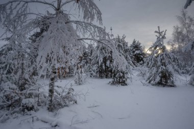 Kış ormanı, kardaki ağaçlar, doğa fotoğrafları, soğuk bir sabah.