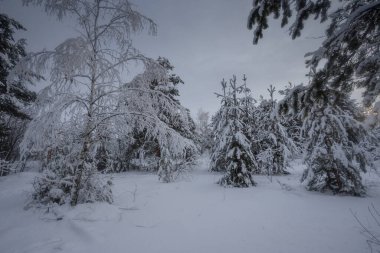Kış ormanı, kardaki ağaçlar, doğa fotoğrafları, soğuk bir sabah.