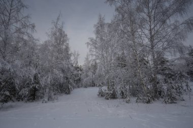 Kış ormanı, kardaki ağaçlar, doğa fotoğrafları, soğuk bir sabah.
