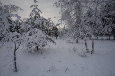 Kış ormanı, kardaki ağaçlar, doğa fotoğrafları, soğuk bir sabah.
