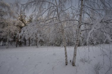 Kış ormanı, kardaki ağaçlar, doğa fotoğrafları, soğuk bir sabah.