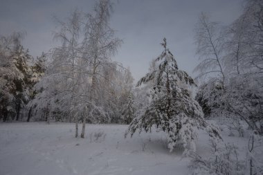 Kış ormanı, kardaki ağaçlar, doğa fotoğrafları, soğuk bir sabah.