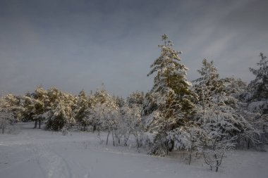 Kış ormanı, kardaki ağaçlar, doğa fotoğrafları, soğuk bir sabah.