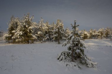 Kış ormanı, kardaki ağaçlar, doğa fotoğrafları, soğuk bir sabah.