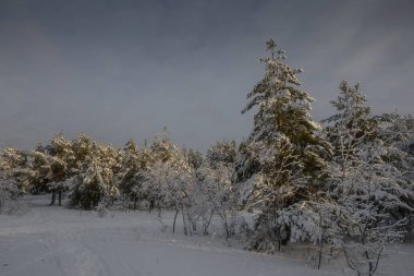 Kış ormanı, kardaki ağaçlar, doğa fotoğrafları, soğuk bir sabah.