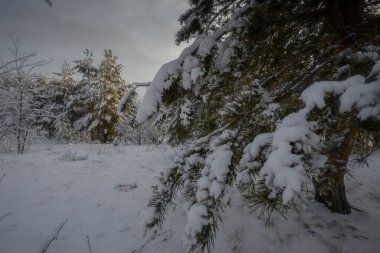 Kış ormanı, kardaki ağaçlar, doğa fotoğrafları, soğuk bir sabah.