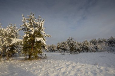 Kış ormanı, kardaki ağaçlar, doğa fotoğrafları, soğuk bir sabah.