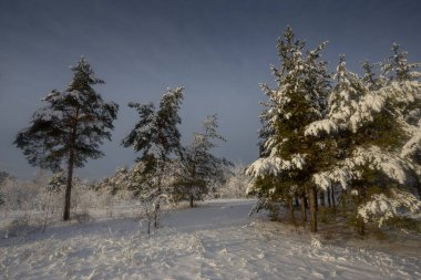 Kış ormanı, kardaki ağaçlar, doğa fotoğrafları, soğuk bir sabah.