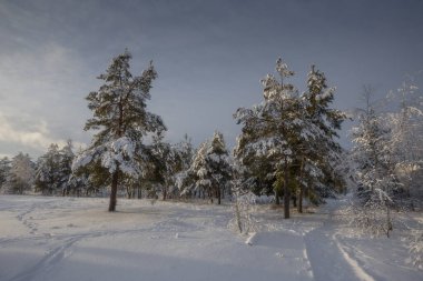 Kış ormanı, kardaki ağaçlar, doğa fotoğrafları, soğuk bir sabah.