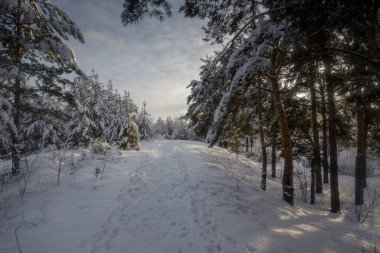 Kış ormanı, kardaki ağaçlar, doğa fotoğrafları, soğuk bir sabah.
