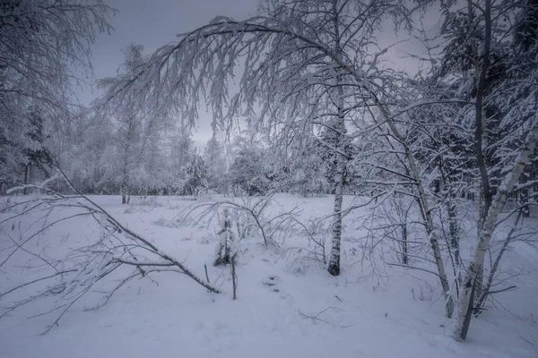 Kış ormanı, kardaki ağaçlar, doğa fotoğrafları, soğuk bir sabah.