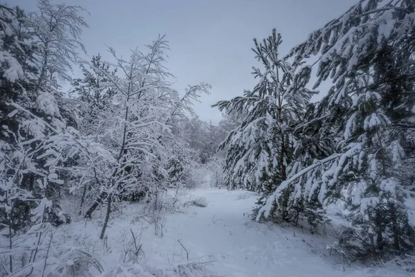 Kış ormanı, kardaki ağaçlar, doğa fotoğrafları, soğuk bir sabah.