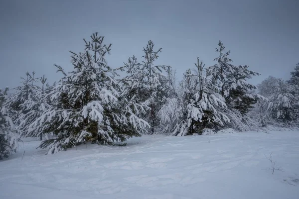 Winterbos Bomen Sneeuw Foto Van Natuur Ijzige Ochtend — Stockfoto