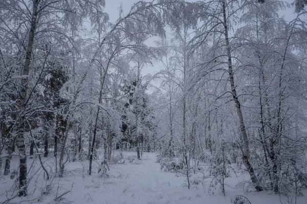 Kış ormanı, kardaki ağaçlar, doğa fotoğrafları, soğuk bir sabah.