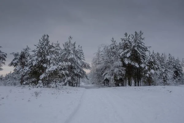 Kış ormanı, kardaki ağaçlar, doğa fotoğrafları, soğuk bir sabah.