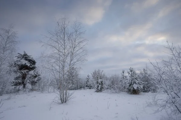冬天的森林 雪地里的树木 大自然的照片 寒冷的早晨 — 图库照片